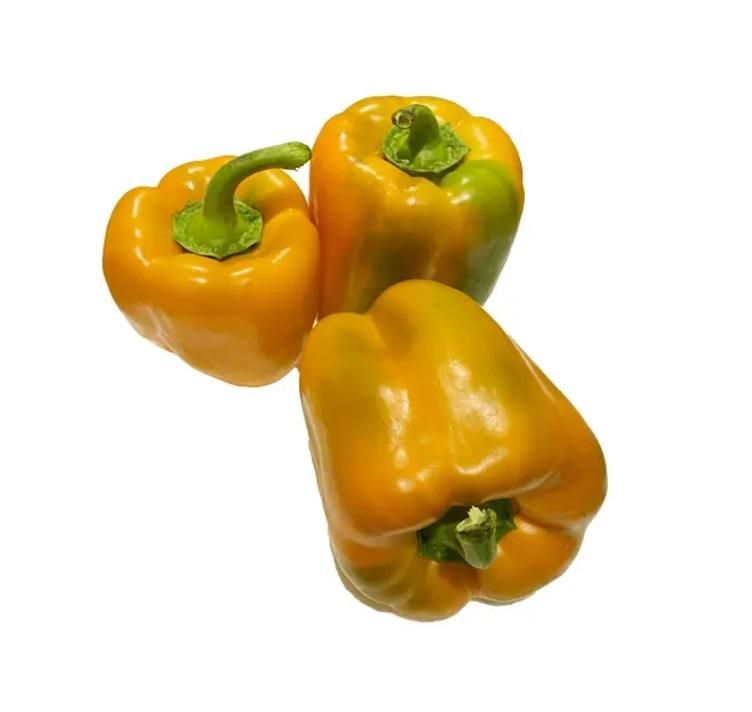 Capsicum Orange, GCC - 900g to 1 kg