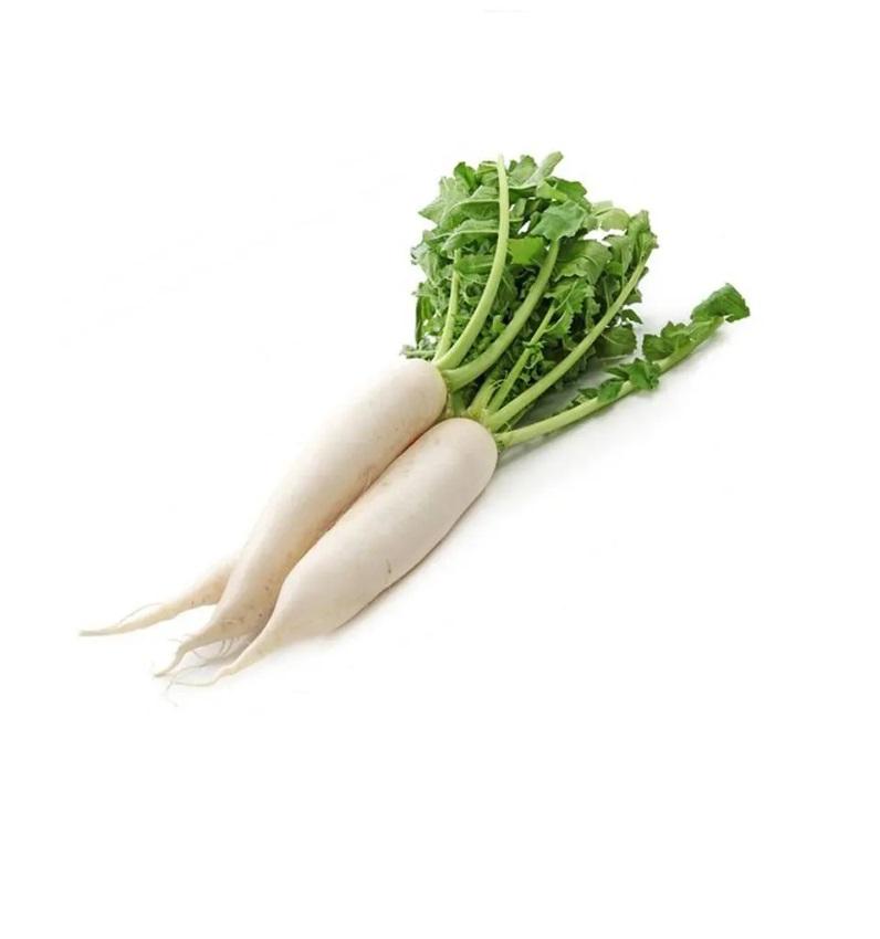 Radish White, China