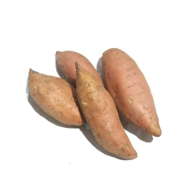 Sweet Potato, South Africa