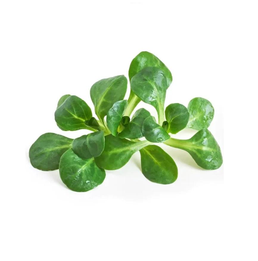 Lettuce Mache - Italy - 125g